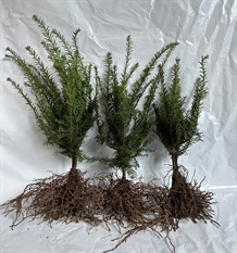Alm. taks Taxus baccata 'Hjorthede'